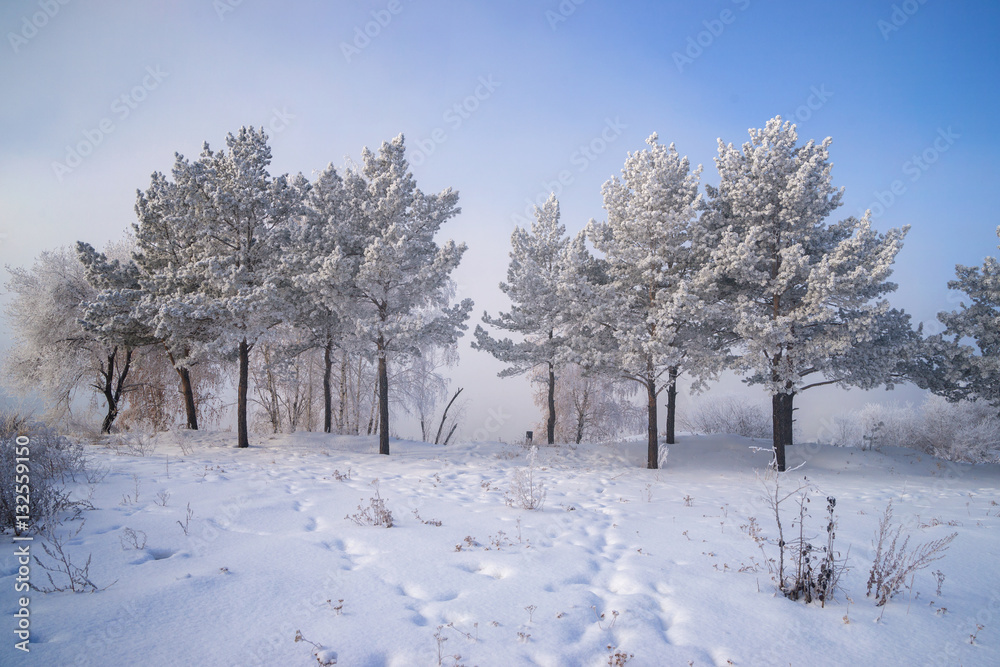 Pines in winter plumage Pines in winter plumage