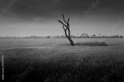 Monochrome Dead trees in the paddy fields. look like a Hand of Devils