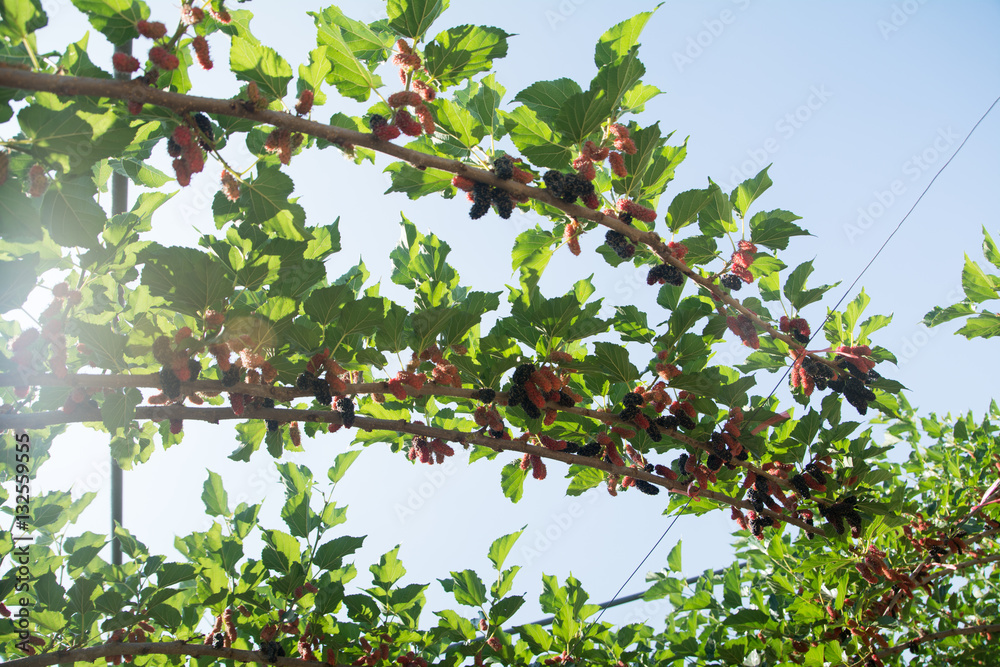 Fresh ripe mulberry berries on tree - Fresh mulberry , black ripe and red unripe mulberries on the branch