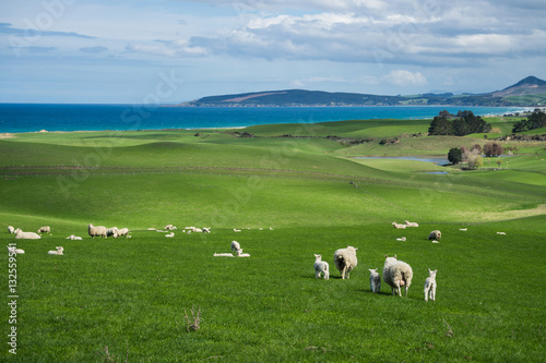 Flock of sheep and lamb