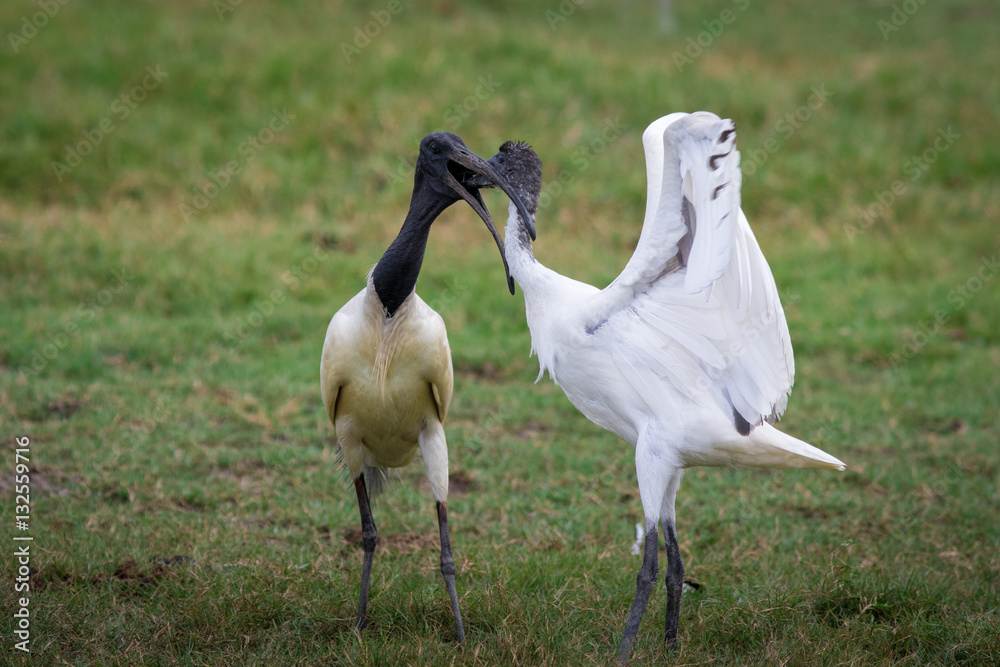 Obraz premium Ibis standing lakeside.