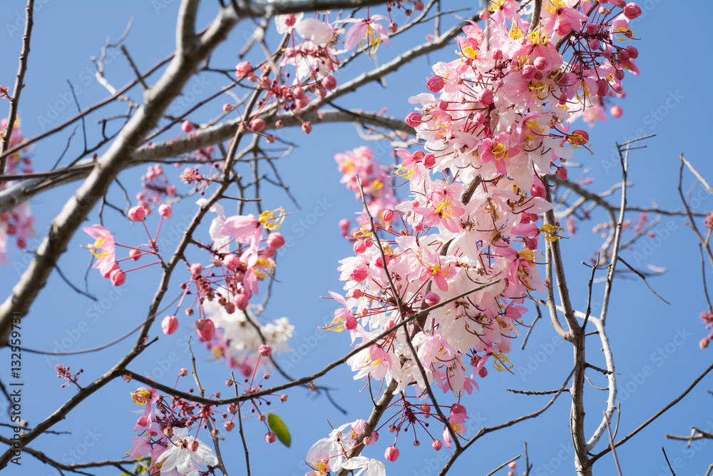 Pink and white shower flowers (sky background) Pink and white shower flowers (sky background)