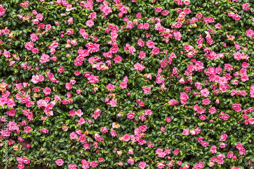 Pink flower hedge