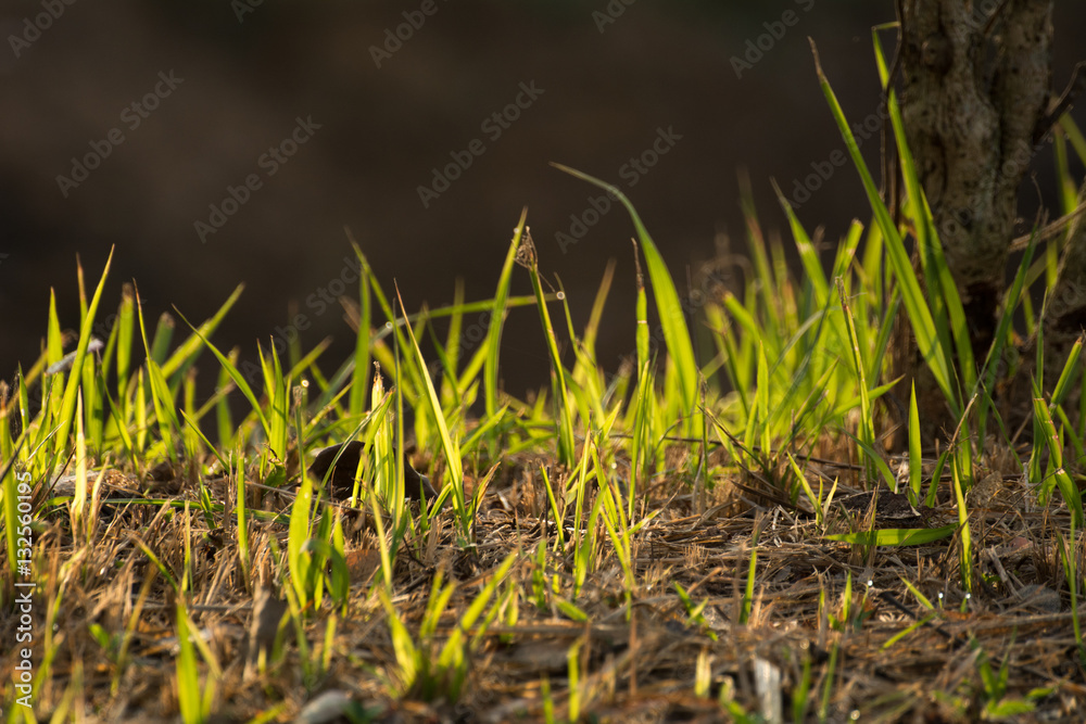 Obraz premium Brown grass in fields