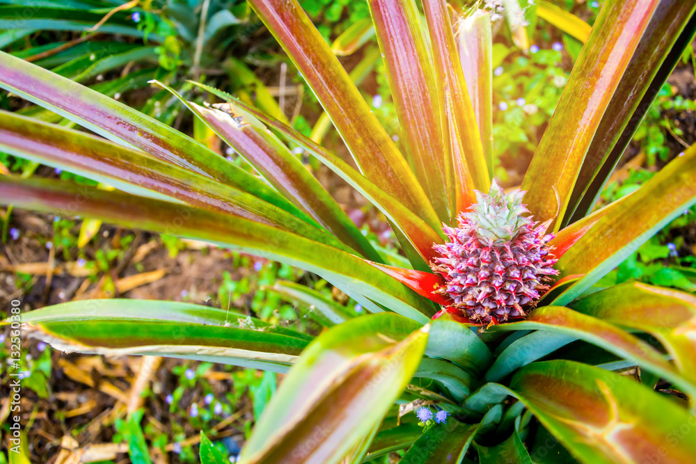 Pineapple raw red . The fruit can be eaten Pineapple raw red . The fruit can be eaten