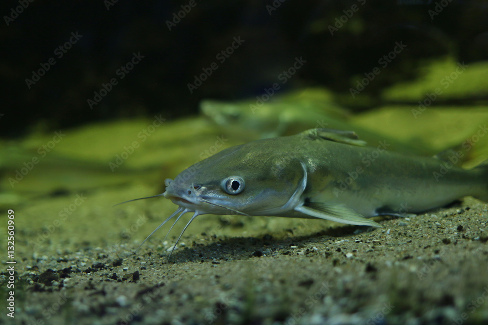 A catfish - Silurus Glanis A catfish - Silurus Glanis