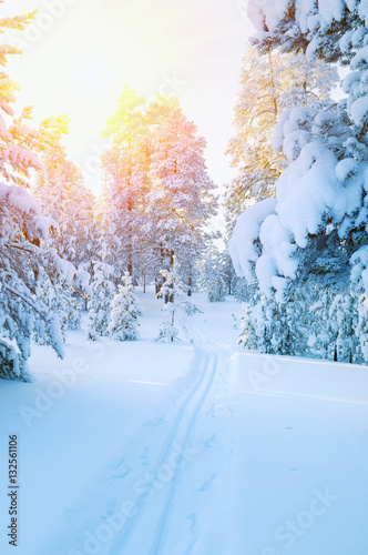 Winter landscape. Ski track in  snowy coniferous forest. Colorful sunset in the snowy forest.