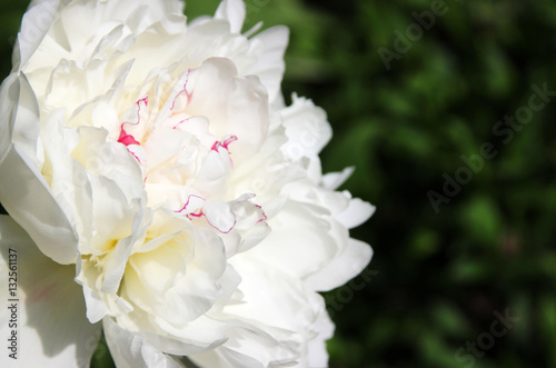 Romantic white peony in the spring garden. 