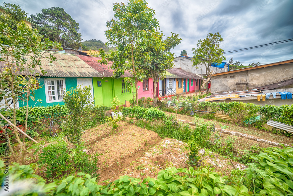 Sri Lanka, Nuwara Eliya: colourful houses of farmers in highland tea plantations
