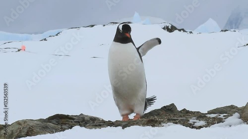 Gentoo penguin standing on the rocks and waving wings mimicking the rise