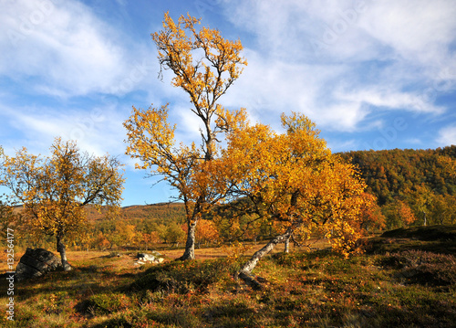 Tree standing in the autumn in the valley among the mountains     Stock Image Tree standing in the autumn in the valley among the mountains 