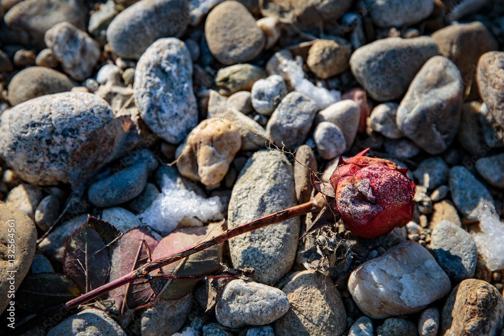 Frozen rose thrown on stones and covered with frost in a sad and Frozen rose thrown on stones and covered with frost in a sad and
