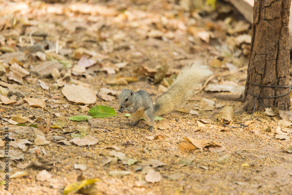 Grey squirrel small animal Grey squirrel small animal