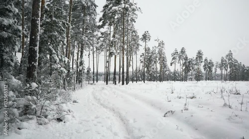 Camera moves to the steadicam on a footpath along the snow-covered pine forest in cloudy weather. photo