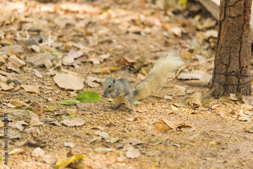 Grey squirrel small animal © midobun2014