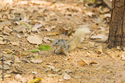 Grey squirrel small animal