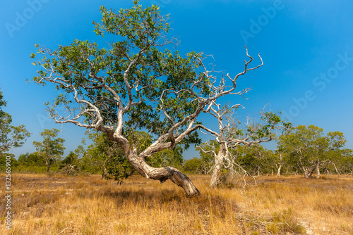 Dirt country road,cajuput tree, paper bark tree, swamp tea tree, Melaleuca cajuputi Powell, Myrtaceae © Theerawat