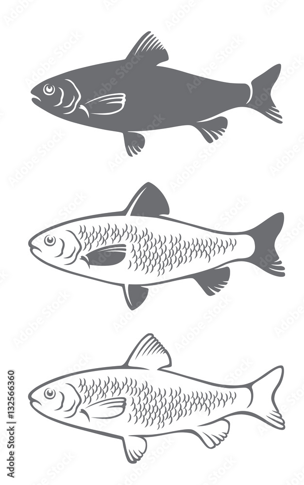 carp fish carp fish
