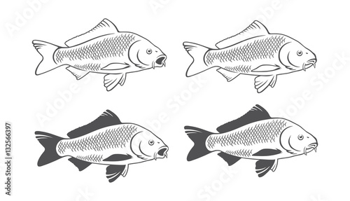 carp fish