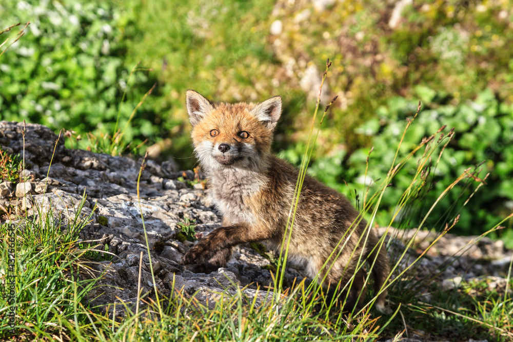 Red Fox cub in wildlife - cucciolo di volpe rossa Red Fox cub in wildlife - cucciolo di volpe rossa