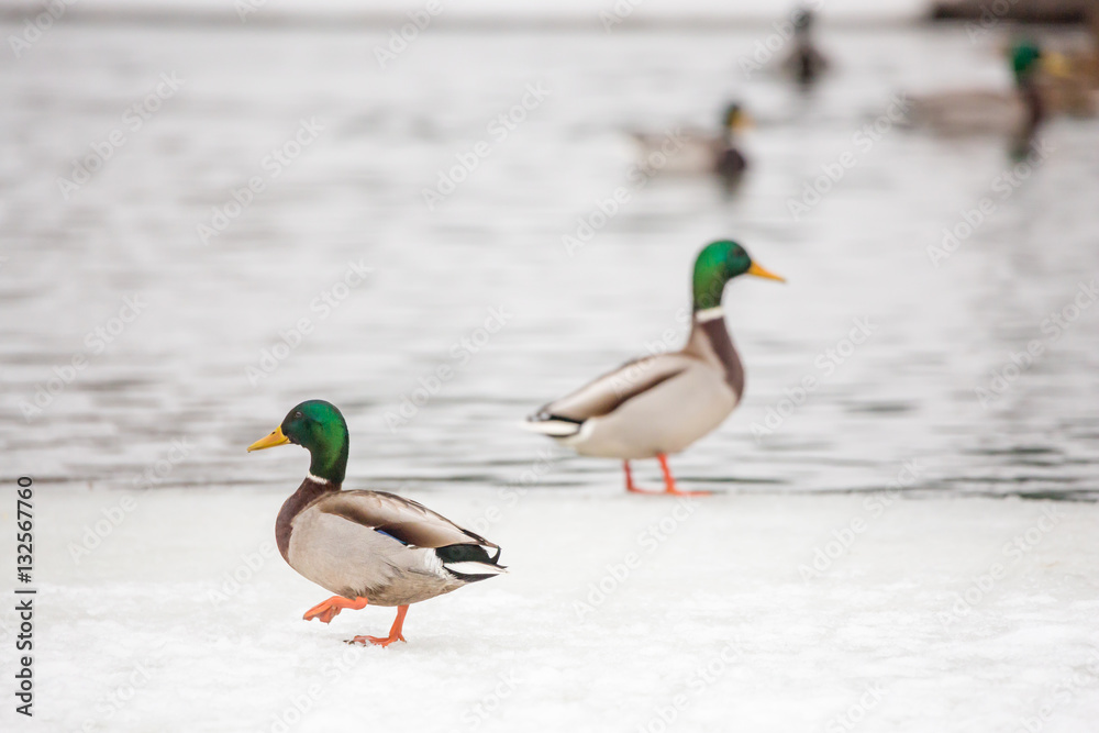 Wild duck winter in the city Park. Mallard