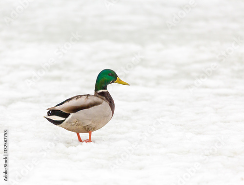 A Drake Mallard in the snow in the winter
