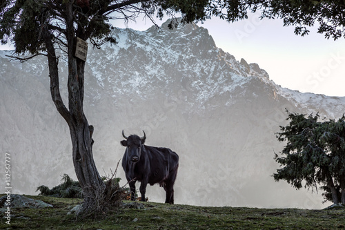 Black cow in snow capped mountains of Corsica photo