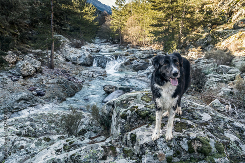 Border Collie dog on rocks beside river in Corsica photo