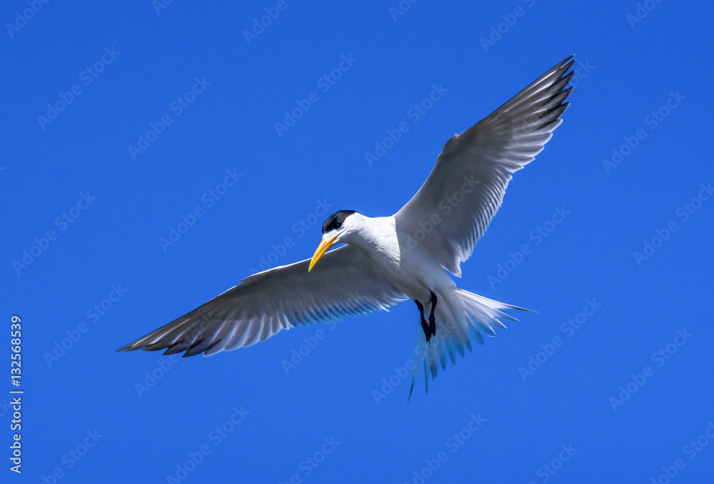 Fototapeta premium swift tern in flight