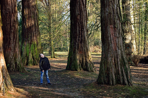 séquoia adolescent enfant arbres photo