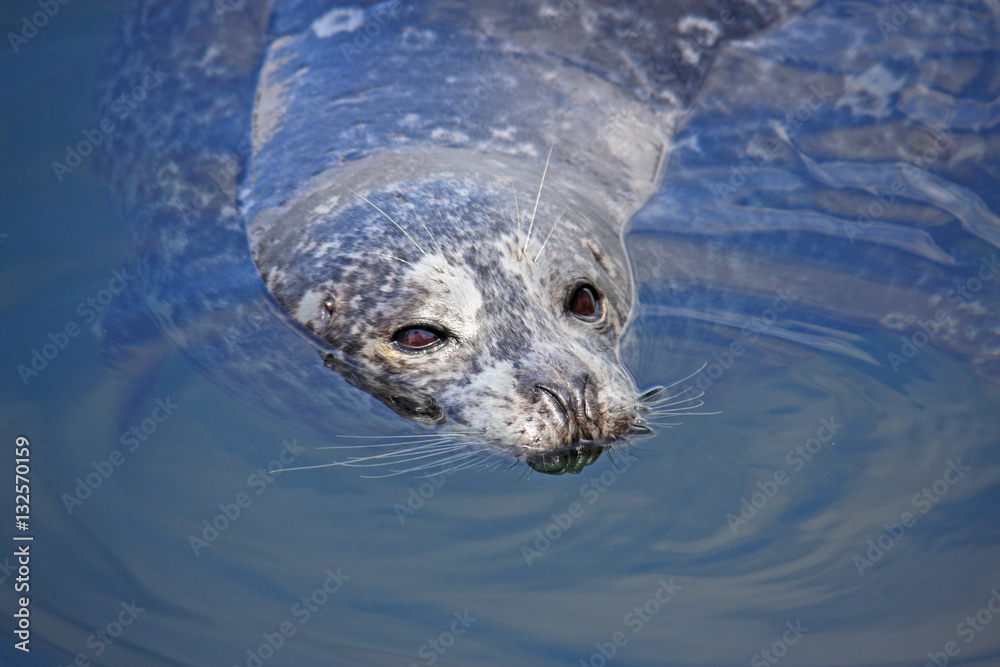 Obraz premium Harbour Seal