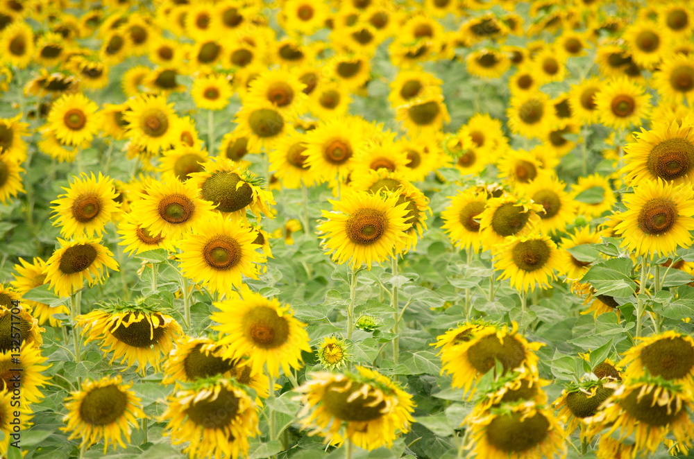 Sunflower.Floral Park Attractions. Tourist area.
Sunflower.Floral Park Attractions. Tourist area.