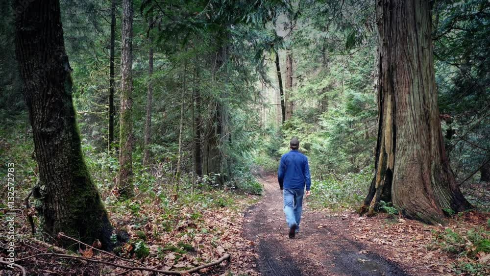Man Walks On Dirt Road Through Forest Man Walks On Dirt Road Through Forest