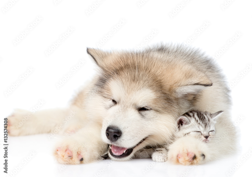 Puppy sleep with tiny kitten. isolated on white background
