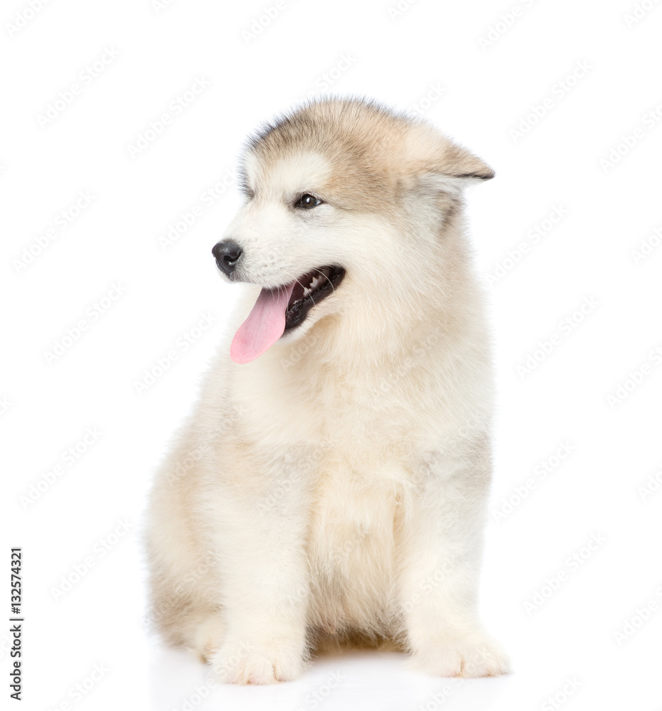 Portrait alaskan malamute puppy. isolated on white background