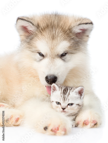 Alaskan malamute puppy embracing tiny kitten. isolated on white