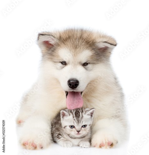 Dog and cat lying together in front view. isolated on white  © Ermolaev Alexandr