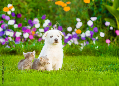 White Swiss Shepherd`s puppy sitting on green grass with two kittens © Ermolaev Alexandr