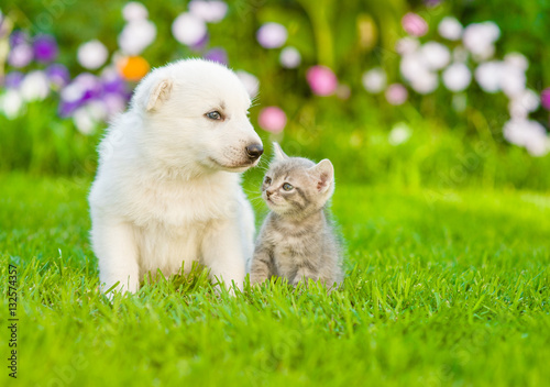 Tiny puppy sitting with kitten on summer grass © Ermolaev Alexandr