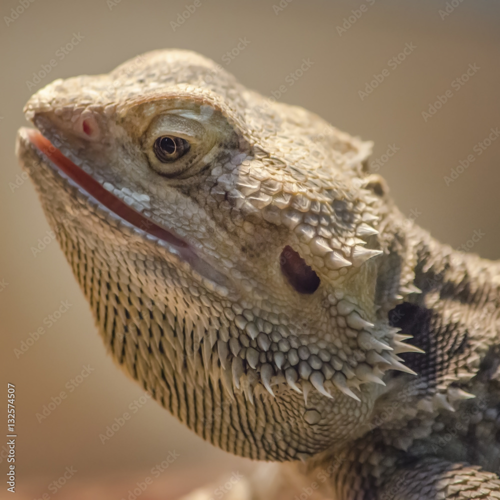 Reptile closeup portrait