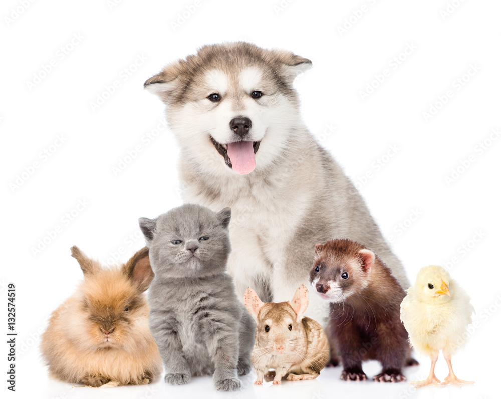 Large group of pets looking at camera. isolated on white 