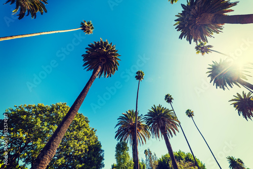 Tall palm trees in Beverly Hills