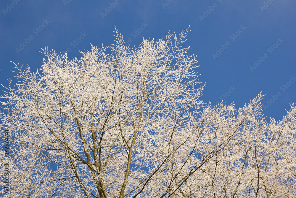 Bäume im Winter, Eis, Frost, blauer Himmel, Spaziergang, frische Luft
