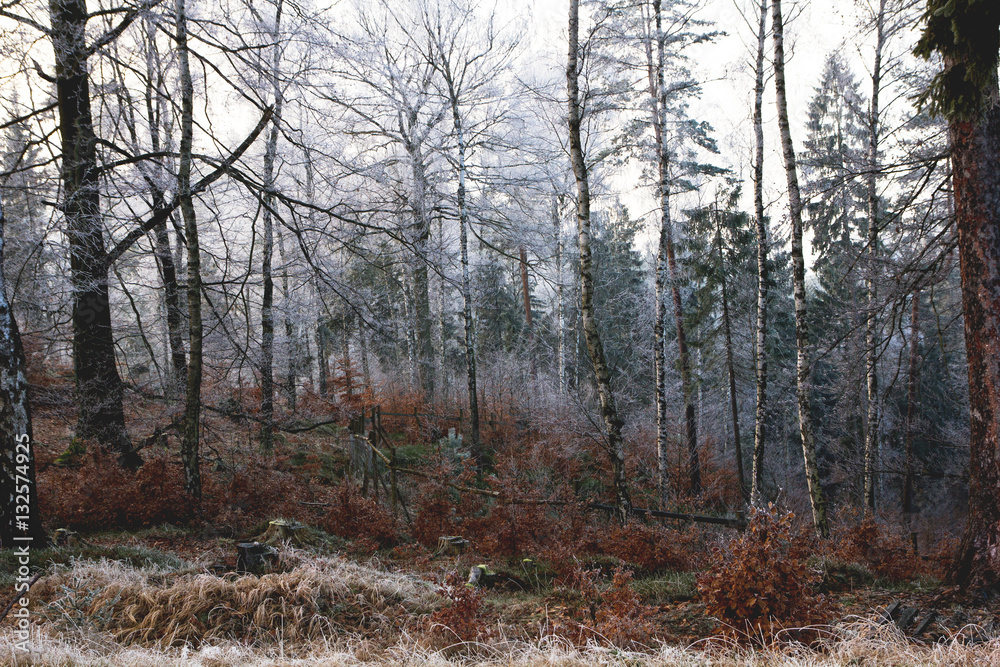Fototapeta premium Bäume im Winter, Eis, Frost, Wald, Spaziergang, frische Luft, wandern, Bewegung