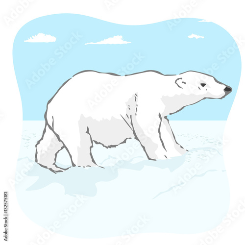 big polar bear in arctic tundra
