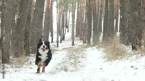 Berner Sennenhund	running through the woods , slow motion photo