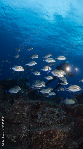 island Socorro and Cancun Mexico