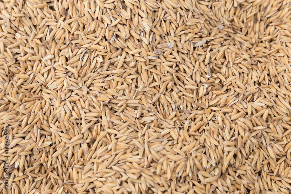 heap of natural raw paddy rice grains