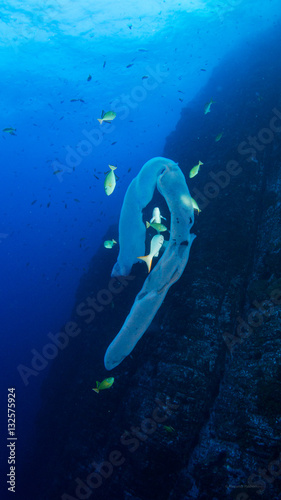 island Socorro and Cancun Mexico photo