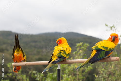 Sun Parakeet or Sun Conure, the beautiful yellow and orange parr photo